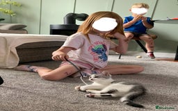 Maine Coon cats for sale: Silver spotted tabby & white girl kitten  - Image 10