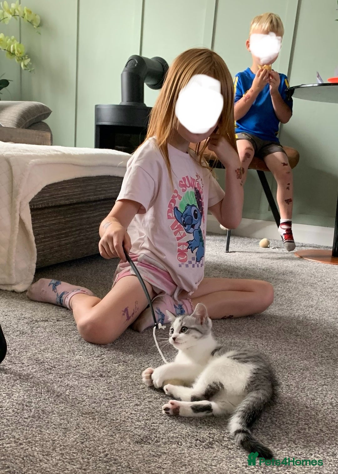 Maine Coon cats for sale: Silver spotted tabby & white girl kitten  - Image 10