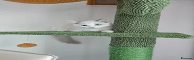 Ragdoll 1