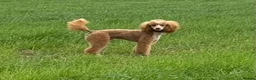 Labradoodle dogs for sale: 🐾 F1B Labradoodle Puppies 🐾 in Ware - Advert 9