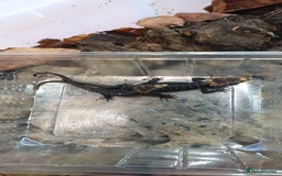 Skink reptiles for sale: CB2025 Red Eyed Crocodile Skinks - Image 6