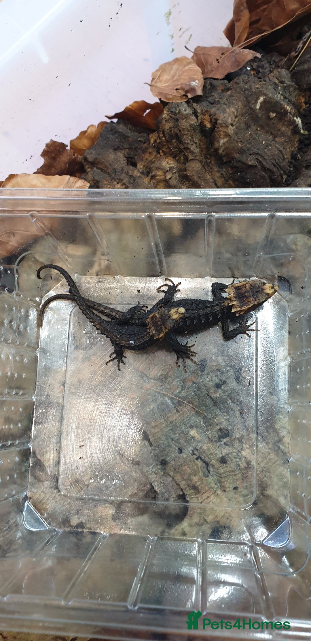 Skink reptiles for sale: CB2025 Red Eyed Crocodile Skinks - Image 6