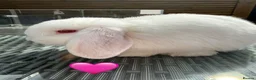 Mini Lop rabbits for sale: 10 week old Mini lops - Advert 3