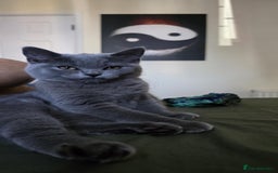 British Shorthair cats for sale: Stunning Pedigree British Shorthair Kittens in Portsmouth - Image 20