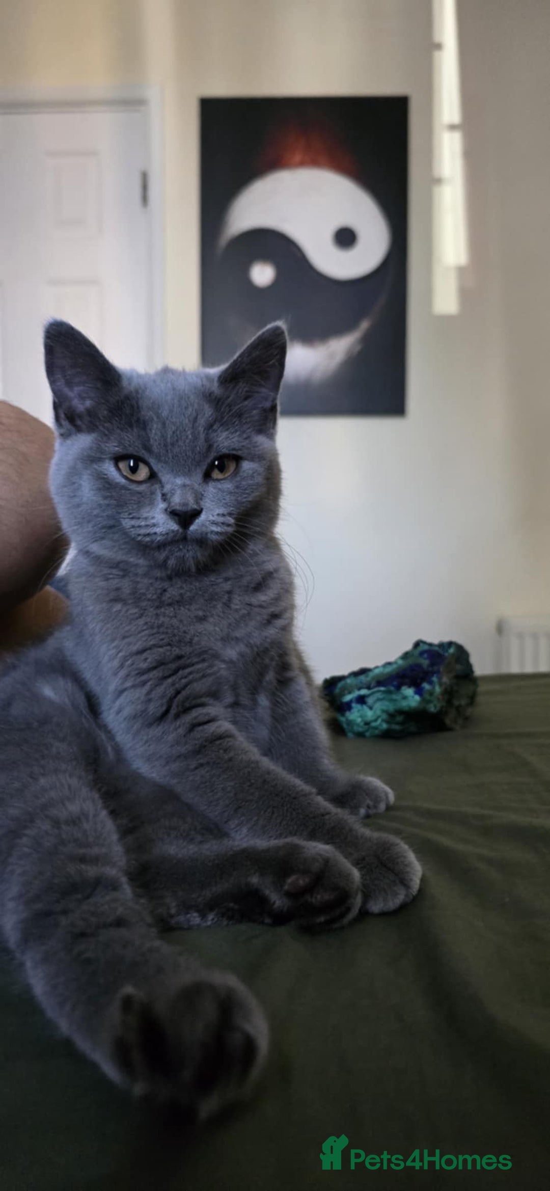British Shorthair cats for sale: Stunning Pedigree British Shorthair Kittens in Portsmouth - Image 20
