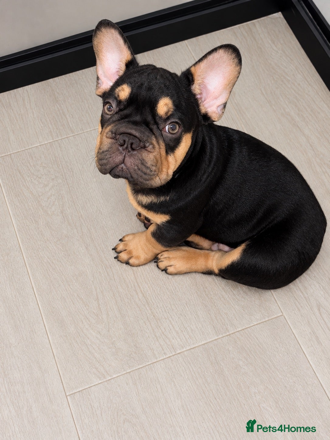 French Bulldog dogs French bulldog  - Advert 16