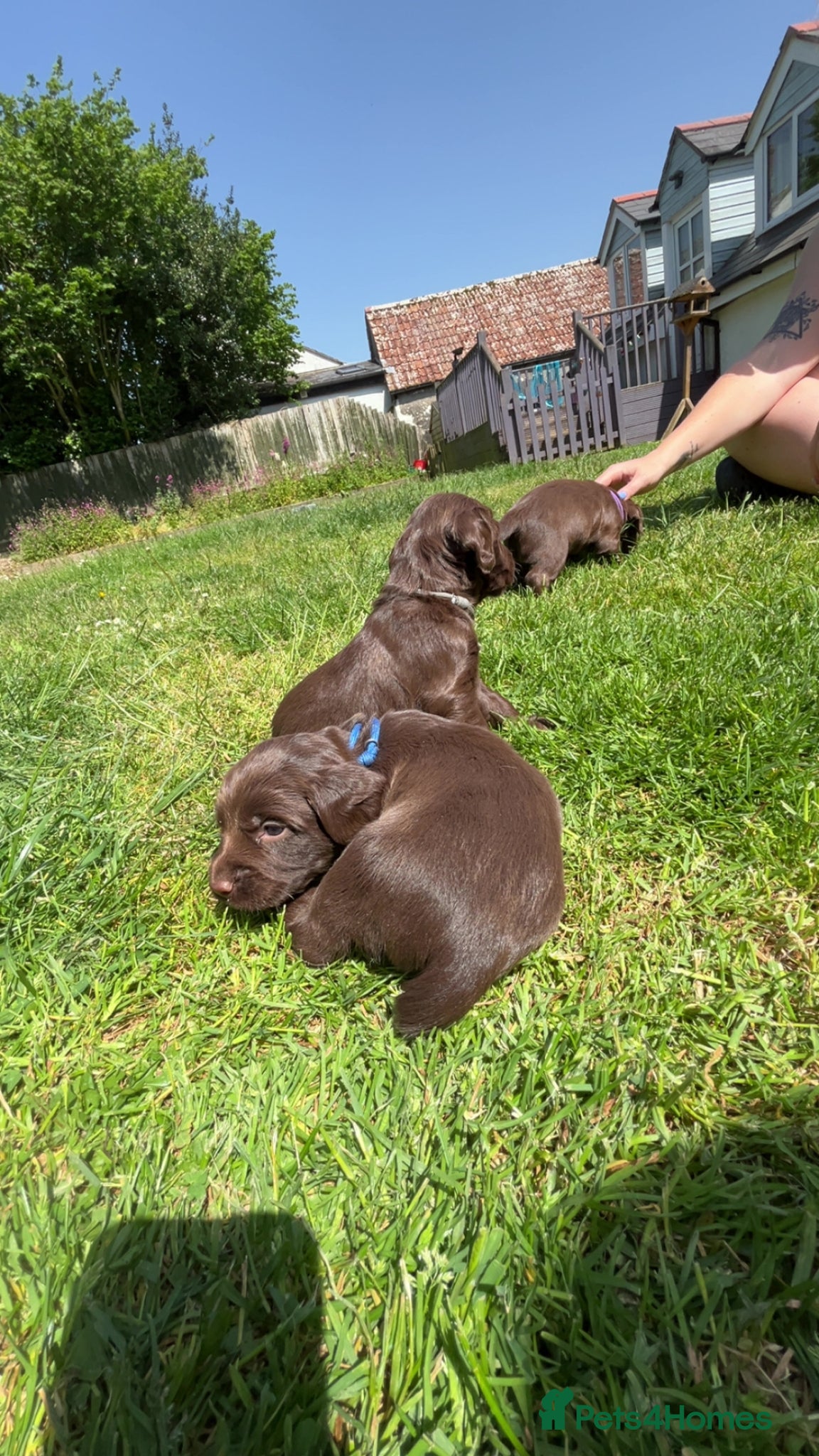 Sprocker dogs for sale: Fully health tested F1 working Sprocker spaniels  - Advert 4