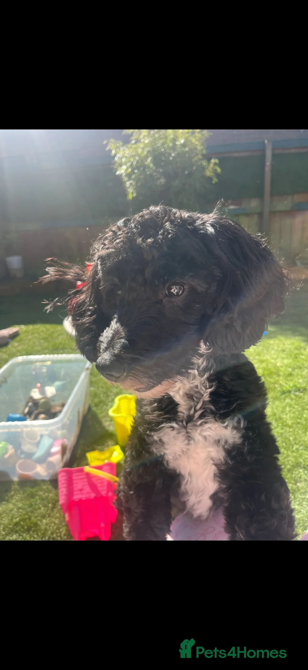 Cockapoo dogs for sale: Bella the miniature cockapoo🐾🐕‍🦺 - Advert 2