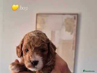 Cockapoo dogs F1B red and apricot cockapoo puppies - Advert 6