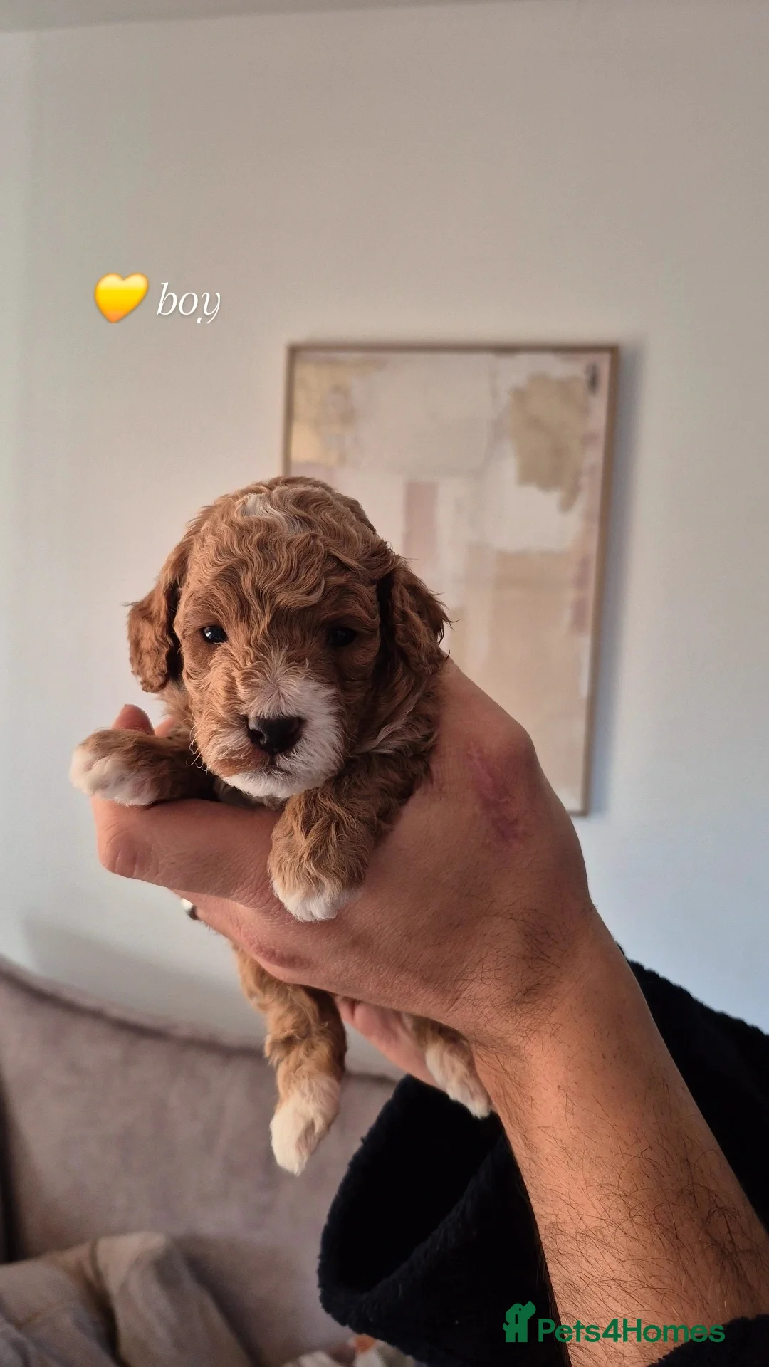 Cockapoo dogs for sale: Last boy remaining. F1B red cockapoo puppies - Advert 27