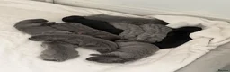 Cane Corso dogs for sale: 10 stunning cane corso puppies for sale!! - Advert 26