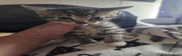 Mixed Breed cats for sale: Kittens are looking for their homes - Advert 22