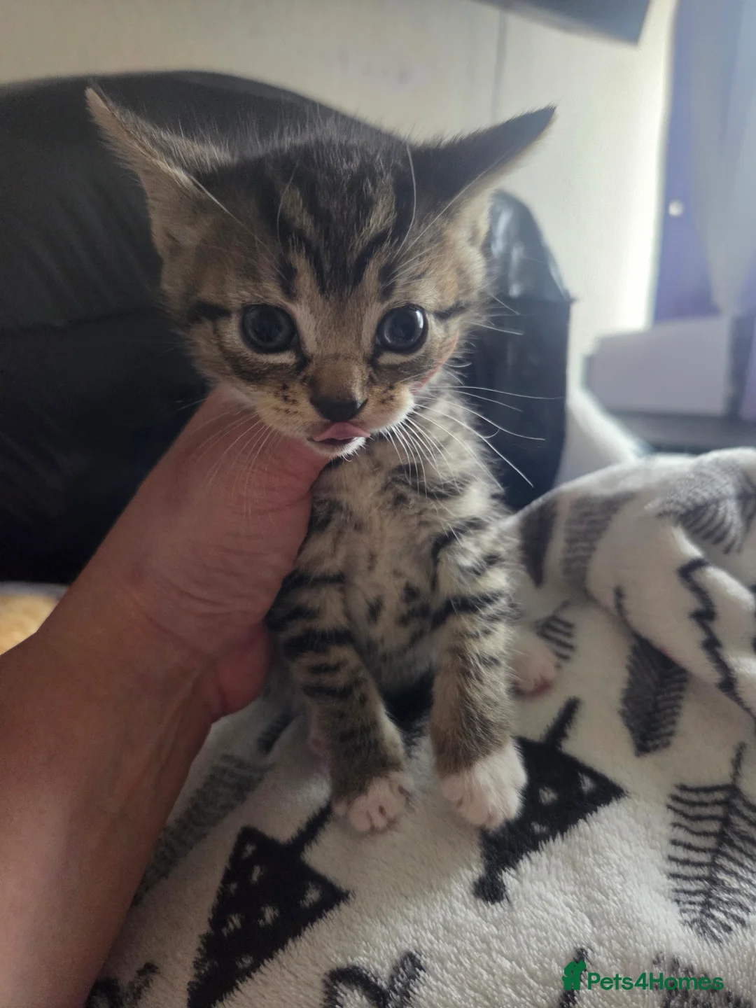 Mixed Breed cats for sale: Kittens are looking for their homes - Advert 22