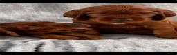 Irish Setter dogs for sale: KC registered Irish Setter puppies Bexhill-on-Sea - Advert 9