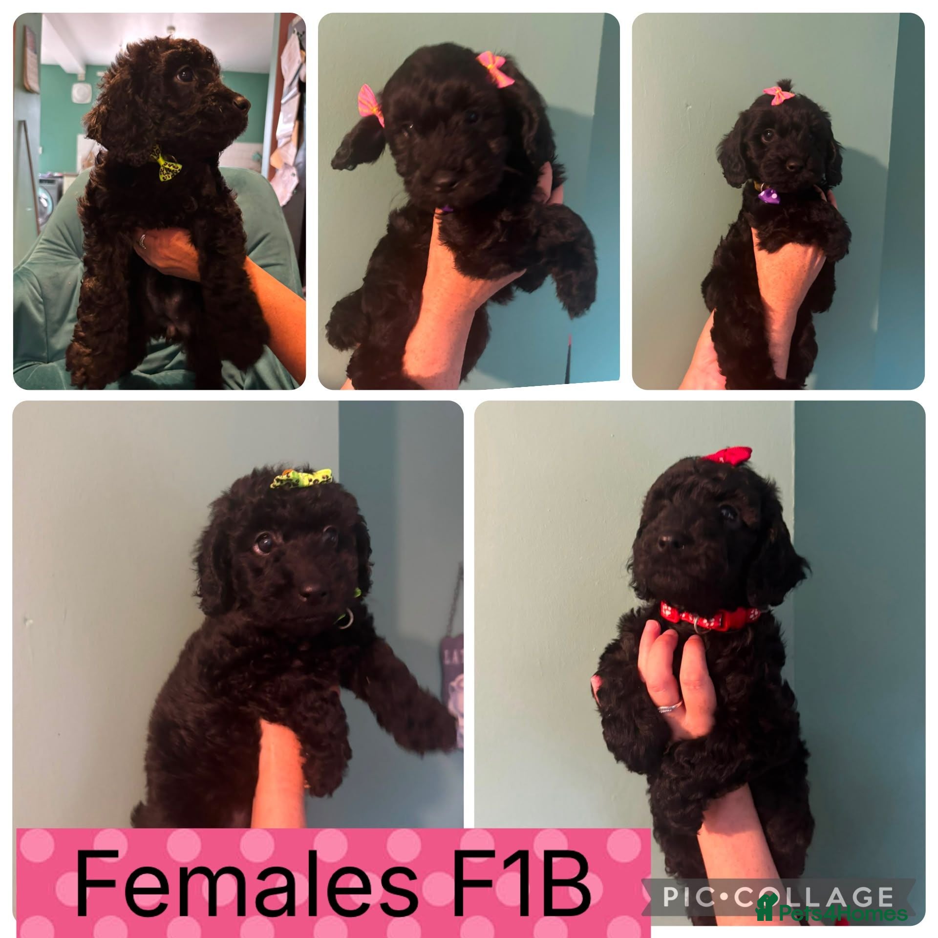 Cockapoo dogs Cockapoos f1bs - Advert 4