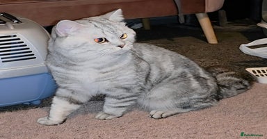 British Shorthair cats - Advert 9