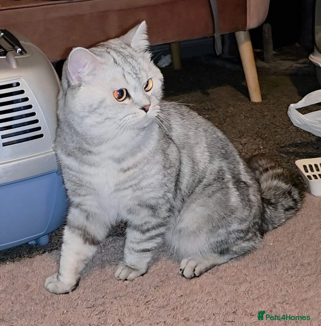 British Shorthair cats for sale: Silver Tabby BSH - Image 2