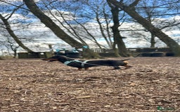 Dachshund dogs for stud: Stunning Otis for stud  in Mexborough - Image 1