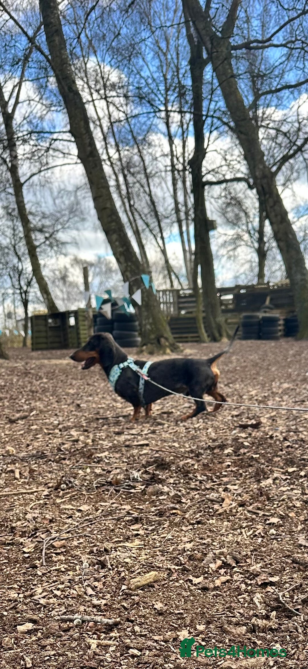 Dachshund dogs for stud: Stunning Otis for stud  in Mexborough - Image 1