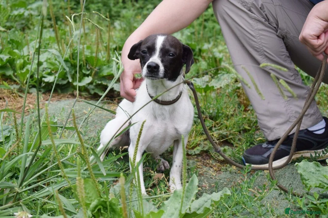 Mixed Breed dogs for adoption: Maya  in Newcastle upon Tyne - Advert 1
