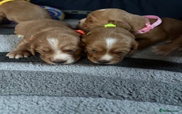 Cocker Spaniel dogs for sale: Working cocker Spainel puppys  - Image 6