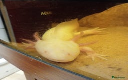 Axolotl reptiles for sale: Axolotls - Image 2