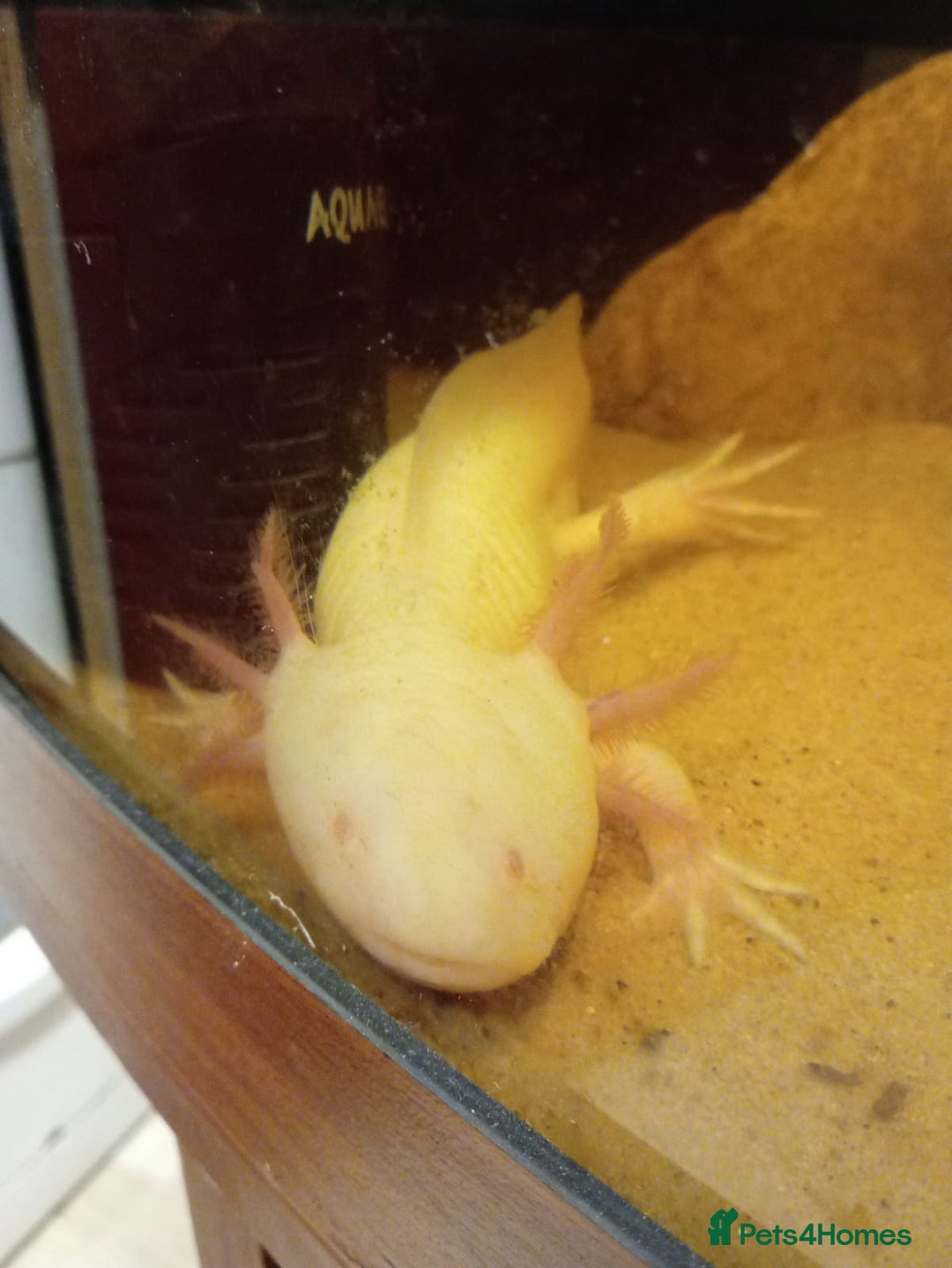 Axolotl reptiles for sale: Axolotls - Image 2