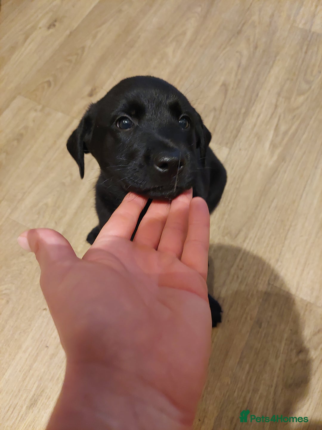 Mixed Breed dogs for sale: Labrador Mix Breed - Image 2