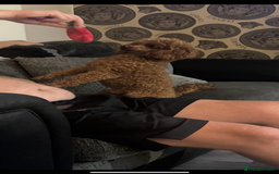 Toy Poodle dogs for sale: Kc Toy Poodle for sale  - Image 1