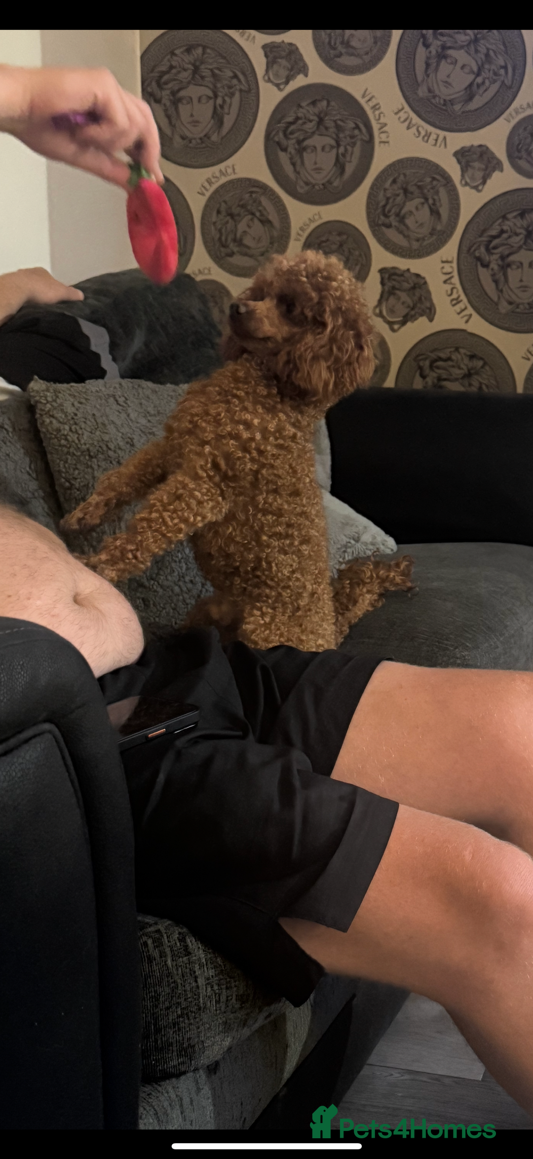 Toy Poodle dogs for sale: Kc Toy Poodle for sale  - Image 1