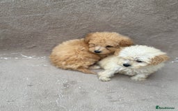 Maltipoo dogs for sale: Multipoo  - Image 12