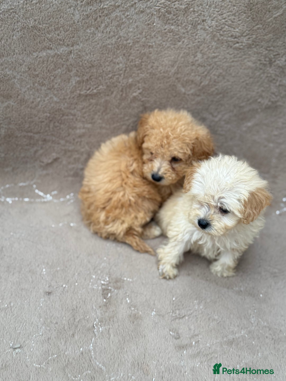 Maltipoo dogs for sale: Multipoo  - Image 12