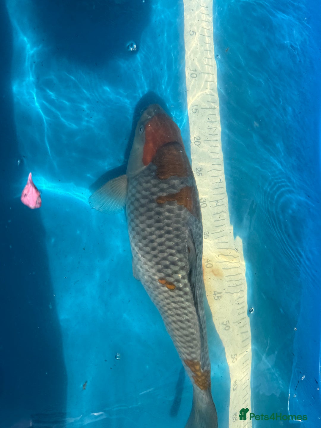 Koi Carp fish for sale: Various koi carp for sale  - Image 2