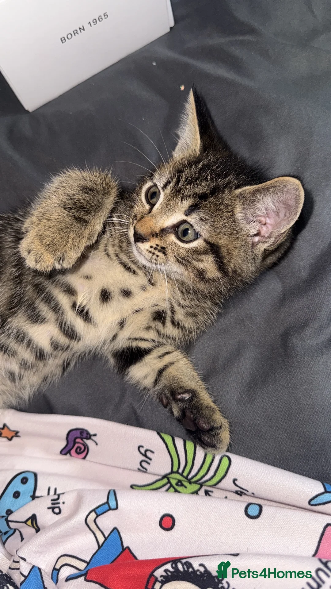 Domestic Shorthair cats for sale: Beautiful kittens for sale - Advert 12