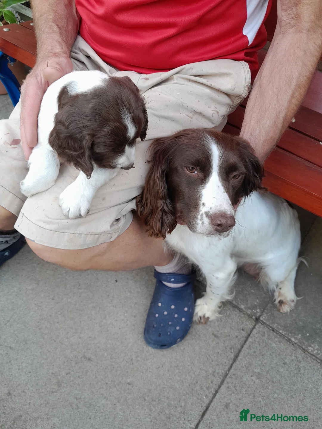 English Springer Spaniel dogs for sale: Springer Spaniel Puppy  - Advert 1