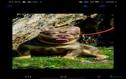 French Bulldog dogs for sale: 4 beautiful ** frenchies  - Image 7