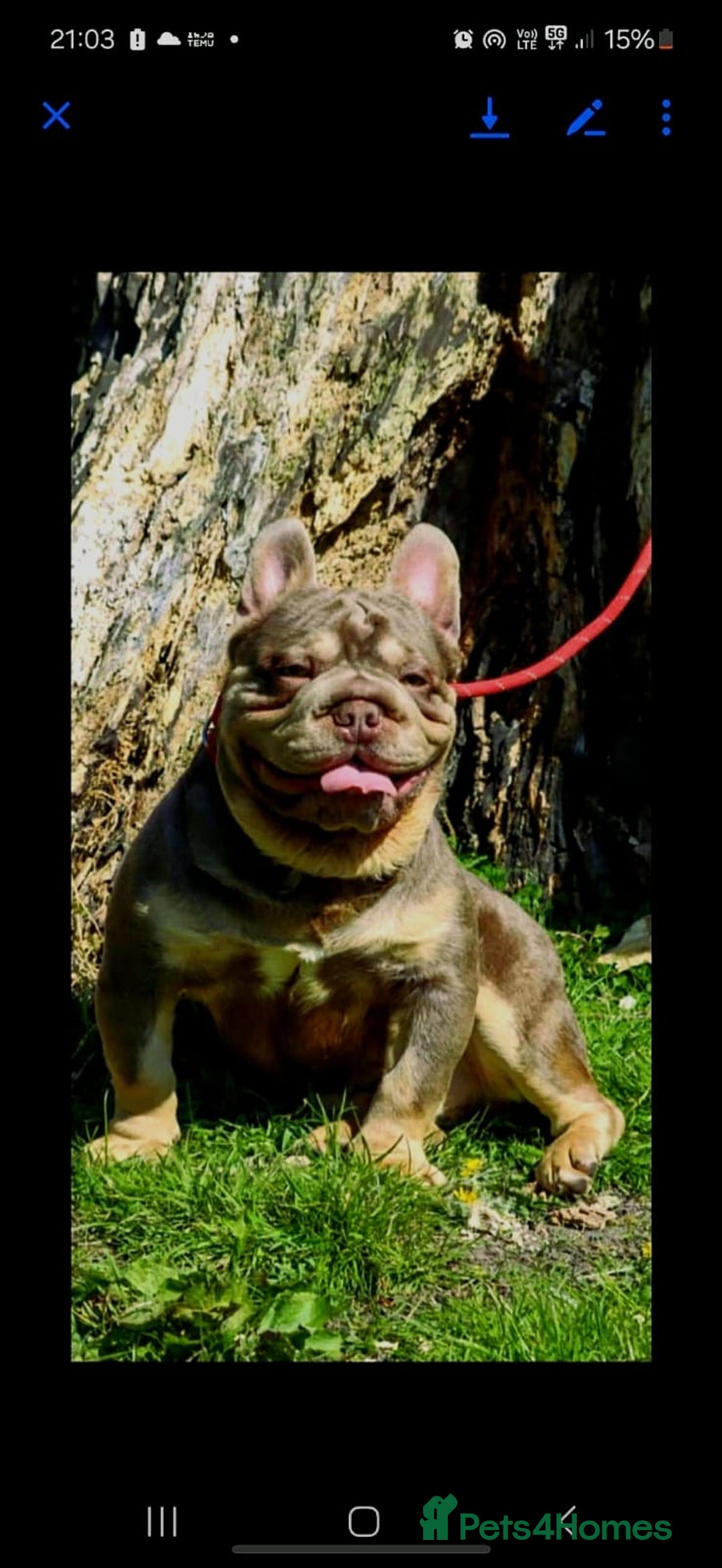 French Bulldog dogs for sale: 4 beautiful ** frenchies  - Image 7