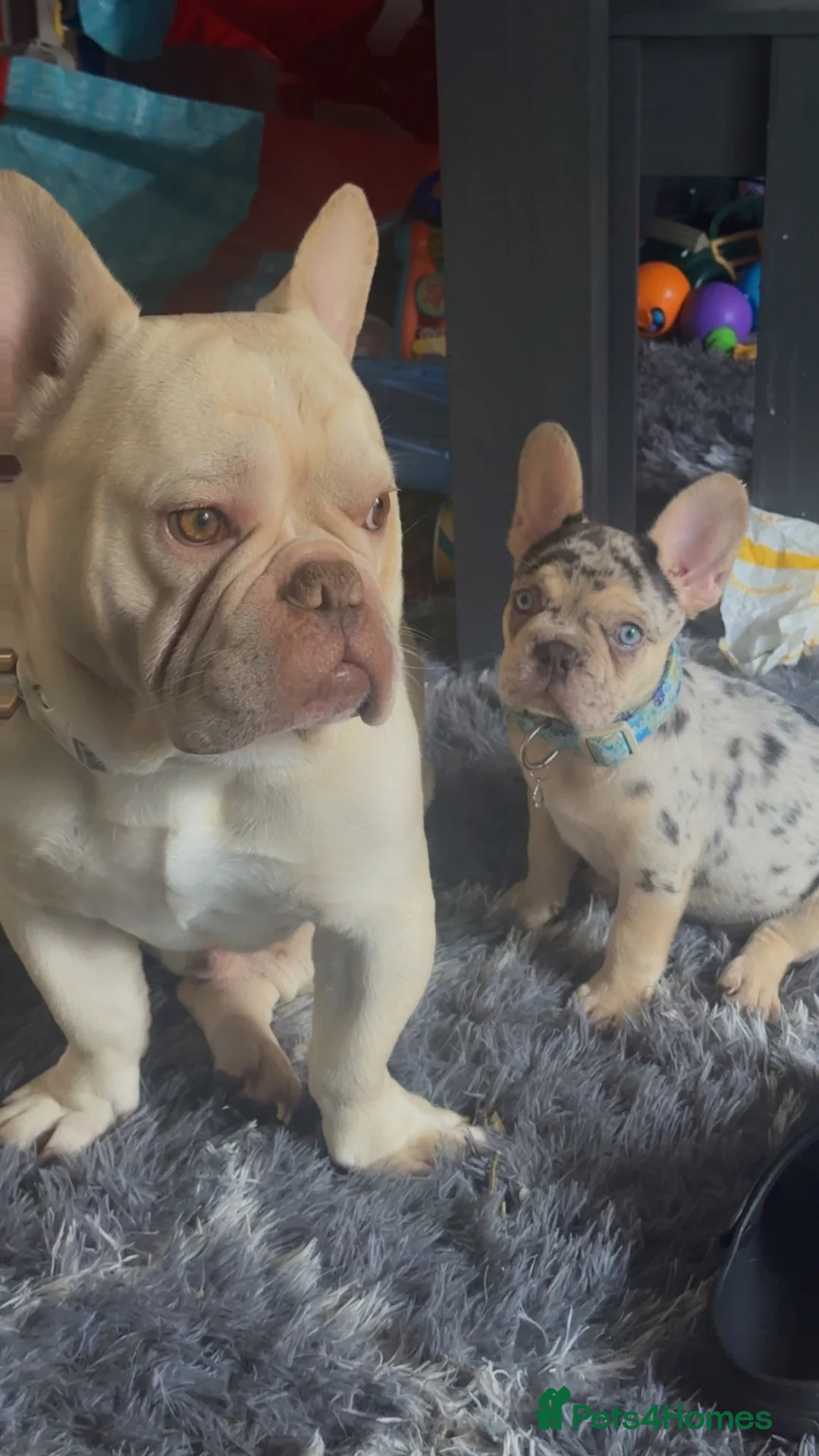 French Bulldog dogs for sale: Tri Miele  in Saint Helens - Advert 2