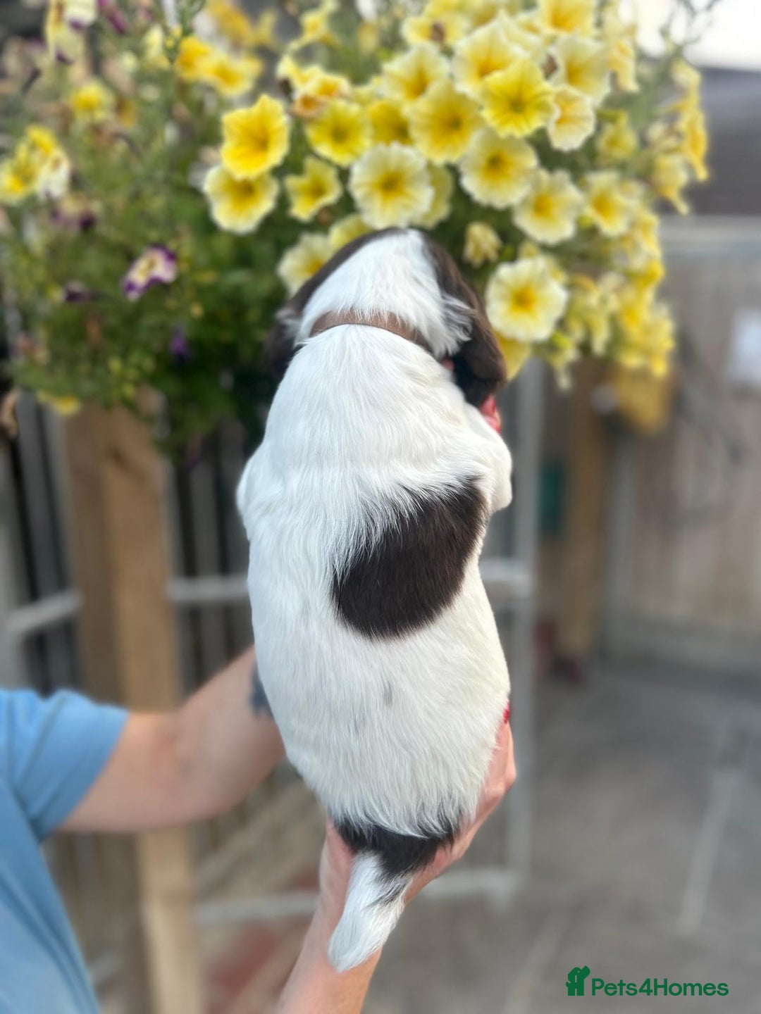 English Springer Spaniel dogs for sale: Beautiful litter of KC reg ESS - Image 8