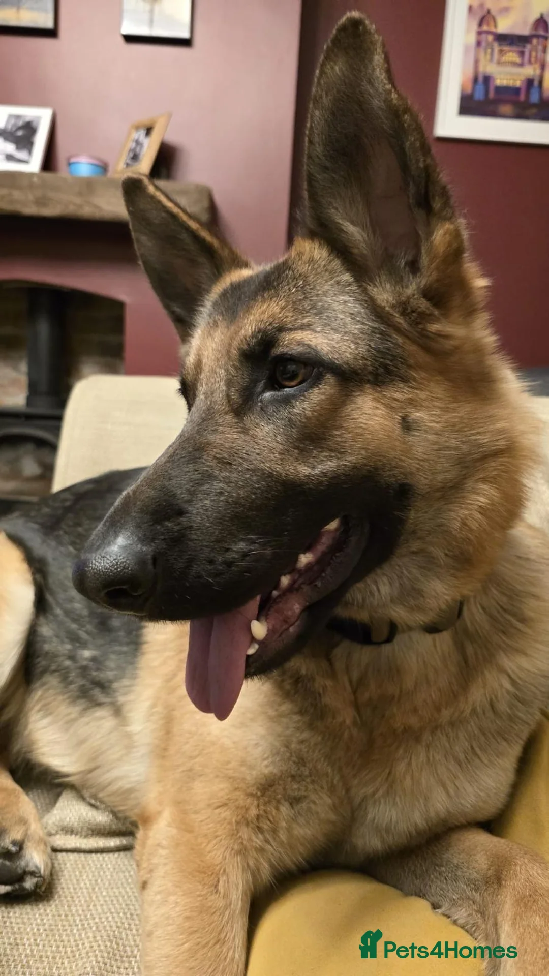 German Shepherd dogs for sale: German Shepherd Pups - just born 18.03 in Buxton - Advert 2