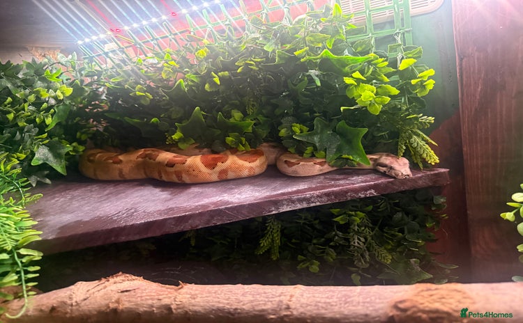 Boa Snake reptiles - Advert 7