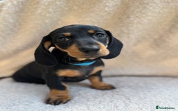 Miniature Dachshund dogs for sale: KC REGISTERED MINIATURE DACHSHUND BLACK AND TAN - Image 18