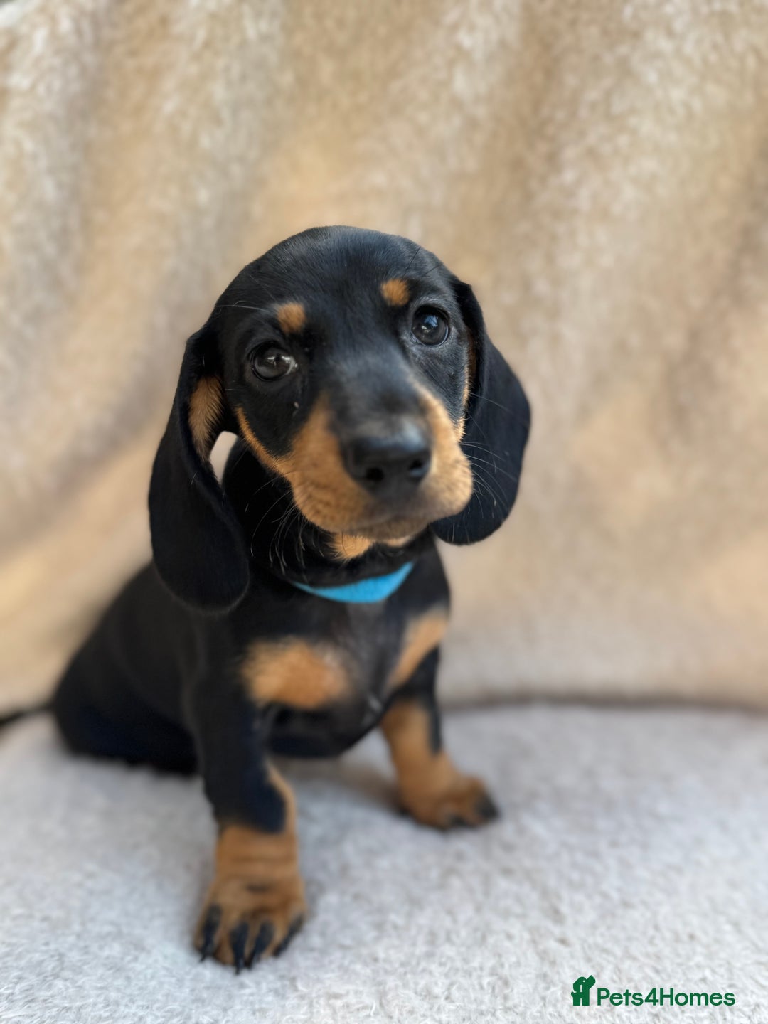 Miniature Dachshund dogs for sale: KC REGISTERED MINIATURE DACHSHUND BLACK AND TAN - Image 18