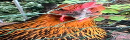 Chickens poultry for sale: Marsbar/Olive Egger Hatching Eggs in Middlewich - Advert 7