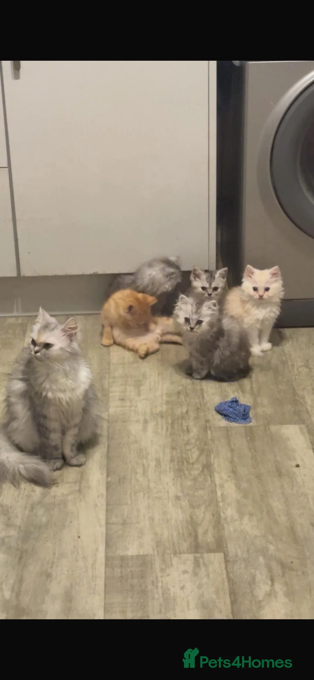 Mixed Breed cats for sale: Persian x ragdol  - Advert 3