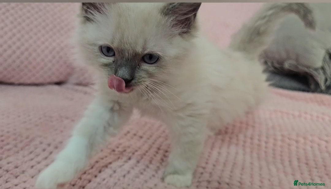 Ragdoll cats Ragdoll kittens boys Blue point Mitted - Advert 6