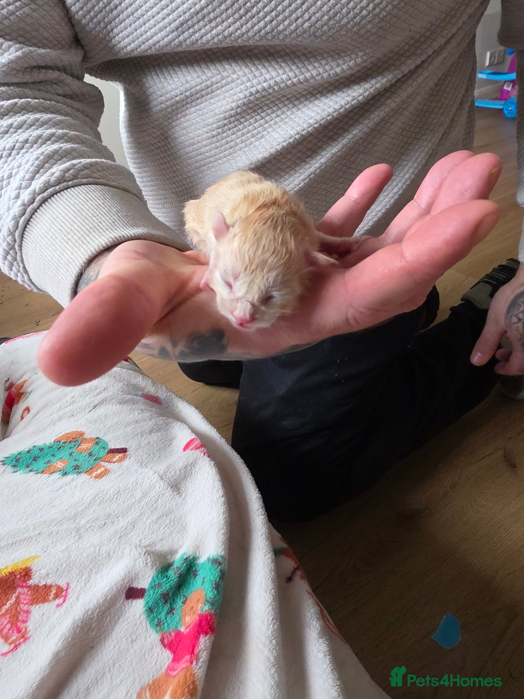 Maine Coon cats for sale: Russian maincoon kittens  - Advert 5