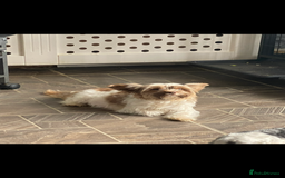 Biewer Terrier dogs for sale: beautiful pups  - Image 5