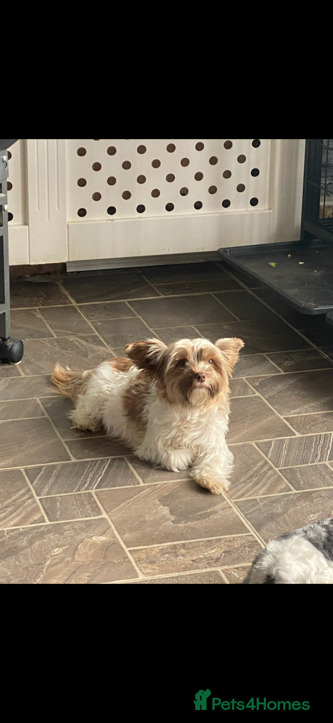 Biewer Terrier dogs for sale: beautiful pups  - Image 5