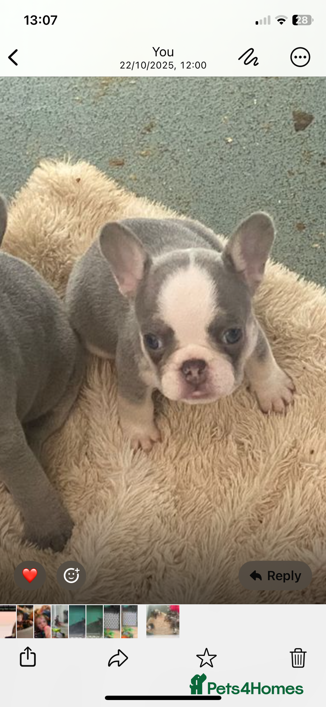 French Bulldog dogs for sale: Original X big rope French bulldogs - Image 11